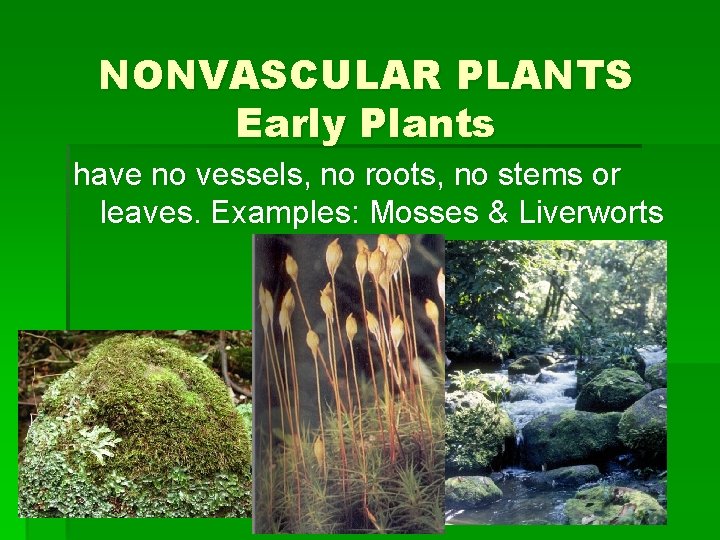 NONVASCULAR PLANTS Early Plants have no vessels, no roots, no stems or leaves. Examples: