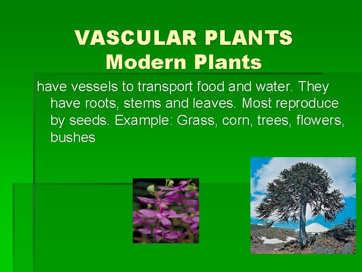 VASCULAR PLANTS Modern Plants have vessels to transport food and water. They have roots,