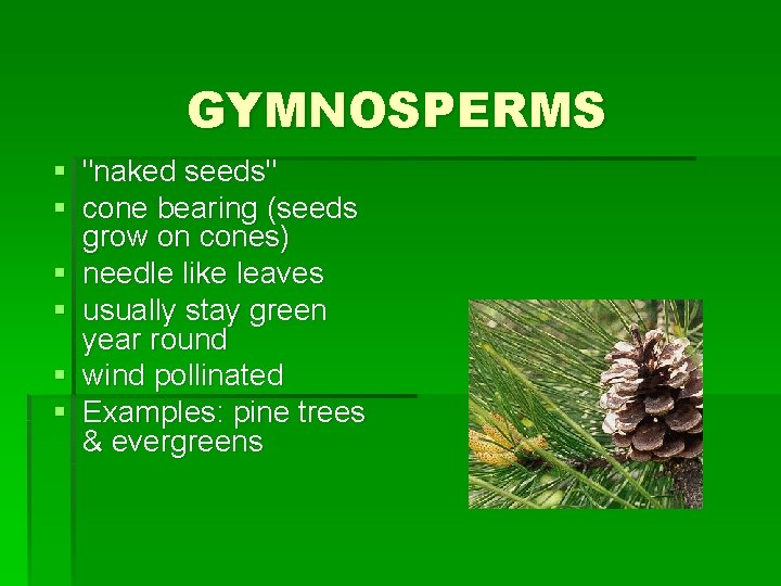 GYMNOSPERMS § "naked seeds" § cone bearing (seeds grow on cones) § needle like