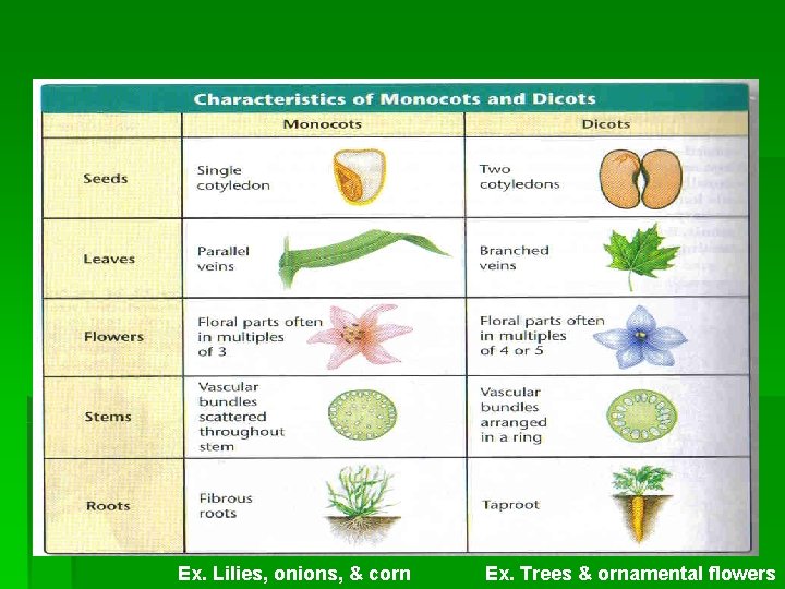 Ex. Lilies, onions, & corn Ex. Trees & ornamental flowers 