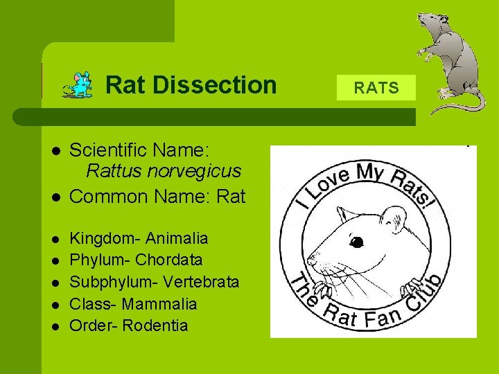Rat Dissection l l l l Scientific Name: Rattus norvegicus Common Name: Rat Kingdom-