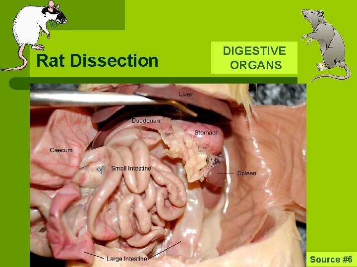 Rat Dissection DIGESTIVE ORGANS Source #6 