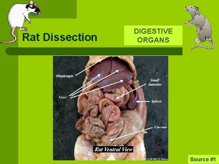 Rat Dissection DIGESTIVE ORGANS Source #1 
