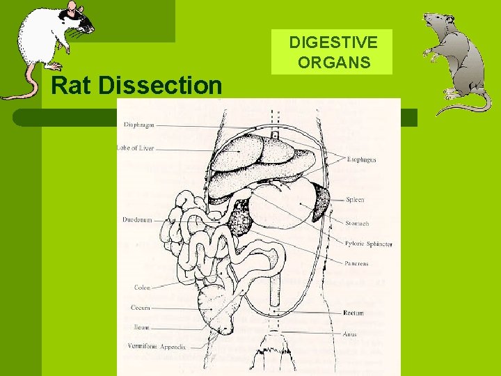 Rat Dissection DIGESTIVE ORGANS 