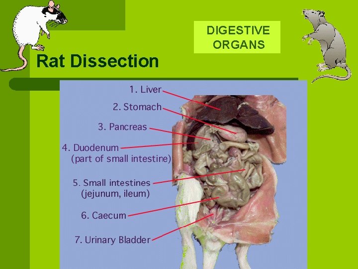 Rat Dissection DIGESTIVE ORGANS 
