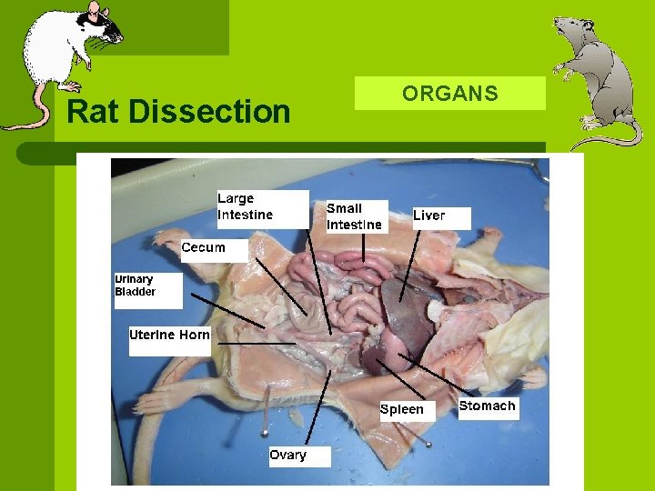 Rat Dissection ORGANS 