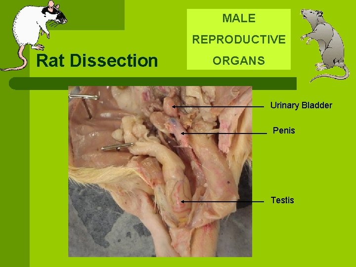 MALE REPRODUCTIVE Rat Dissection ORGANS Urinary Bladder Penis Testis 