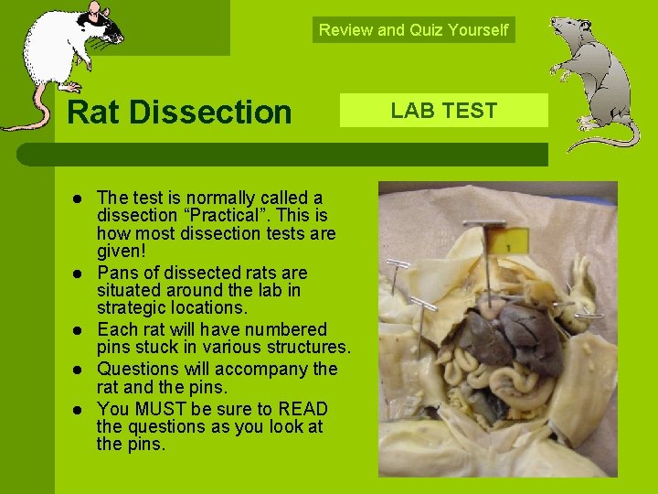 Review and Quiz Yourself Rat Dissection l l l The test is normally called