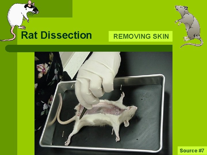 Rat Dissection REMOVING SKIN Source #7 