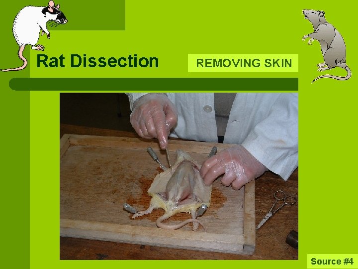 Rat Dissection REMOVING SKIN Source #4 
