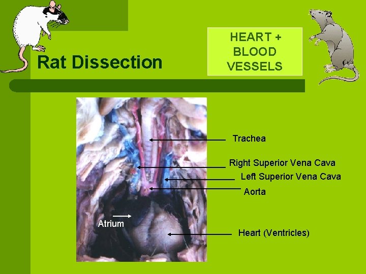 Rat Dissection HEART + BLOOD VESSELS Trachea Right Superior Vena Cava Left Superior Vena