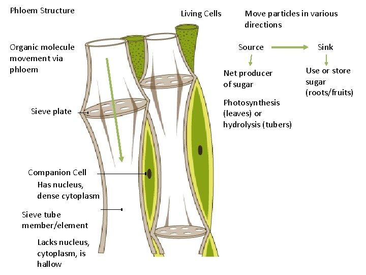 Phloem Structure Organic molecule movement via phloem Sieve plate Companion Cell Has nucleus, dense