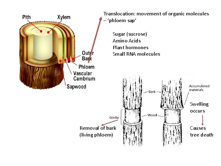 Translocation: movement of organic molecules – ‘phloem sap’ Sugar (sucrose) Amino Acids Plant hormones