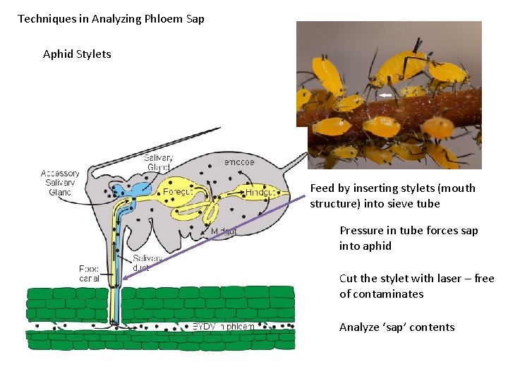 Techniques in Analyzing Phloem Sap Aphid Stylets Feed by inserting stylets (mouth structure) into