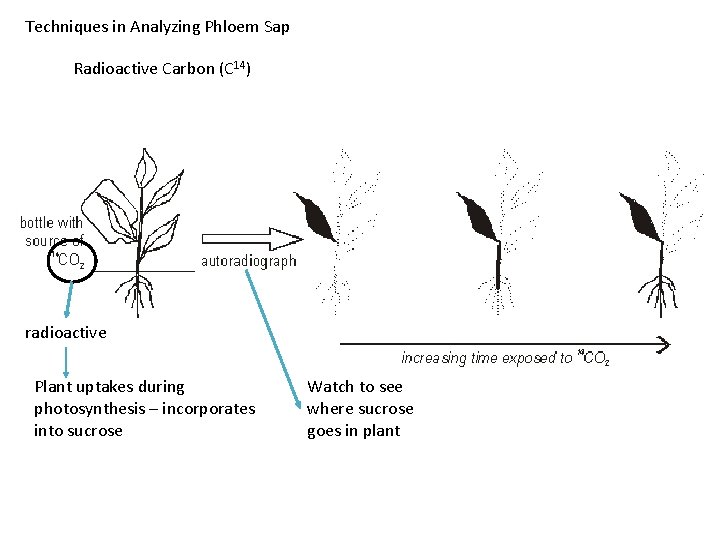 Techniques in Analyzing Phloem Sap Radioactive Carbon (C 14) radioactive Plant uptakes during photosynthesis