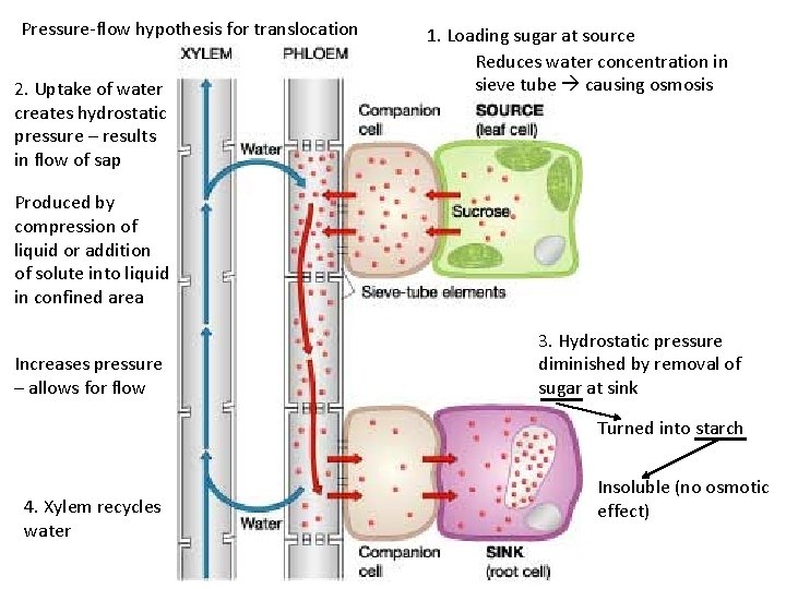 Pressure-flow hypothesis for translocation 2. Uptake of water creates hydrostatic pressure – results in