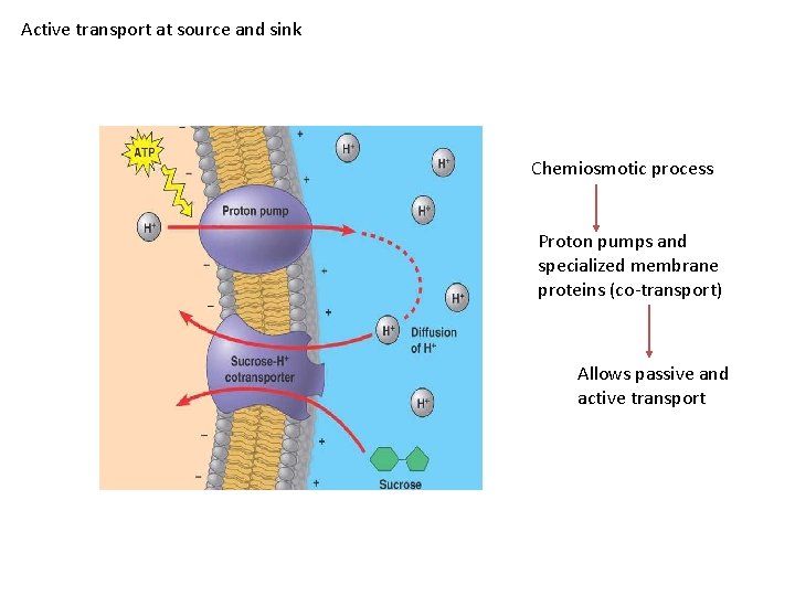 Active transport at source and sink Chemiosmotic process Proton pumps and specialized membrane proteins