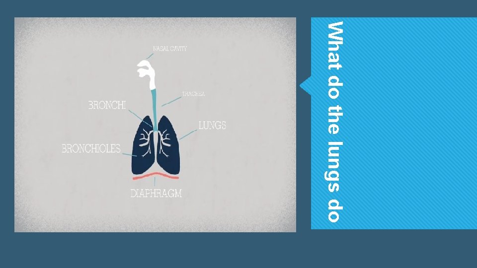 What do the lungs do What do the lungs do
