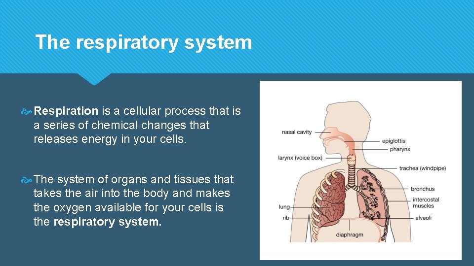 The respiratory system Respiration is a cellular process that is a series of chemical The respiratory system Respiration is a cellular process that is a series of chemical