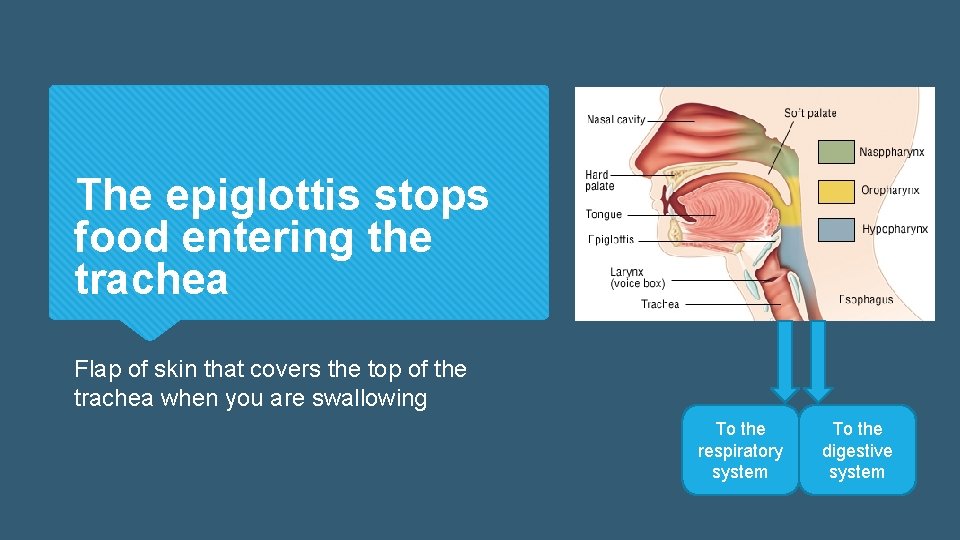 The epiglottis stops food entering the trachea Flap of skin that covers the top The epiglottis stops food entering the trachea Flap of skin that covers the top