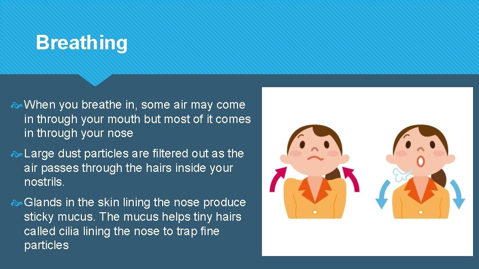 Breathing When you breathe in, some air may come in through your mouth but Breathing When you breathe in, some air may come in through your mouth but