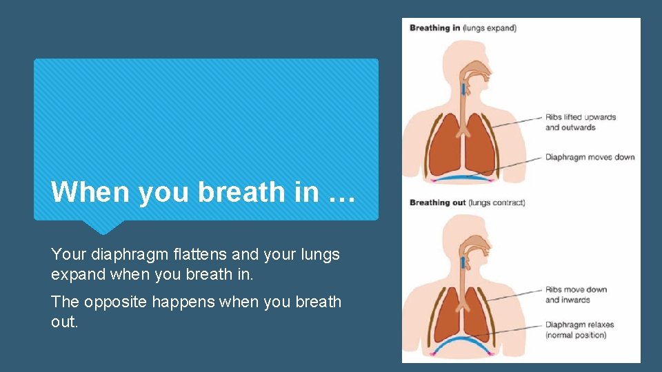When you breath in … Your diaphragm flattens and your lungs expand when you When you breath in … Your diaphragm flattens and your lungs expand when you