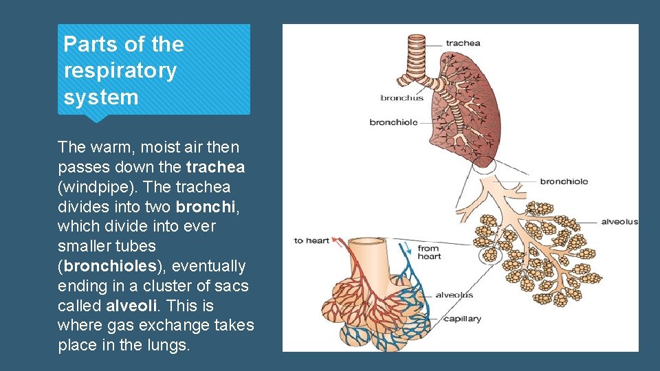 Parts of the respiratory system The warm, moist air then passes down the trachea Parts of the respiratory system The warm, moist air then passes down the trachea