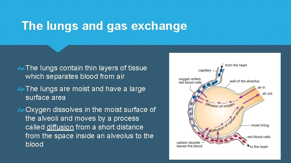 The lungs and gas exchange The lungs contain thin layers of tissue which separates The lungs and gas exchange The lungs contain thin layers of tissue which separates