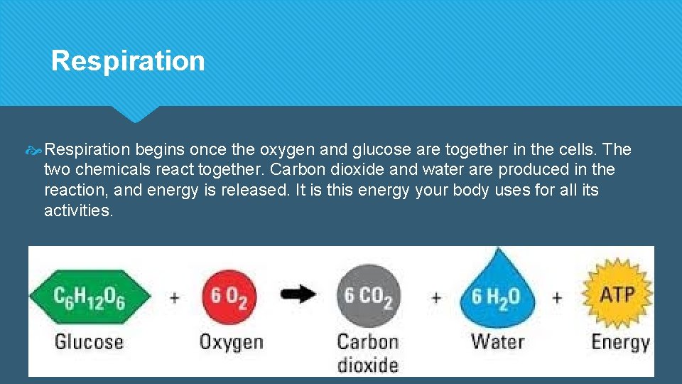 Respiration begins once the oxygen and glucose are together in the cells. The two Respiration begins once the oxygen and glucose are together in the cells. The two