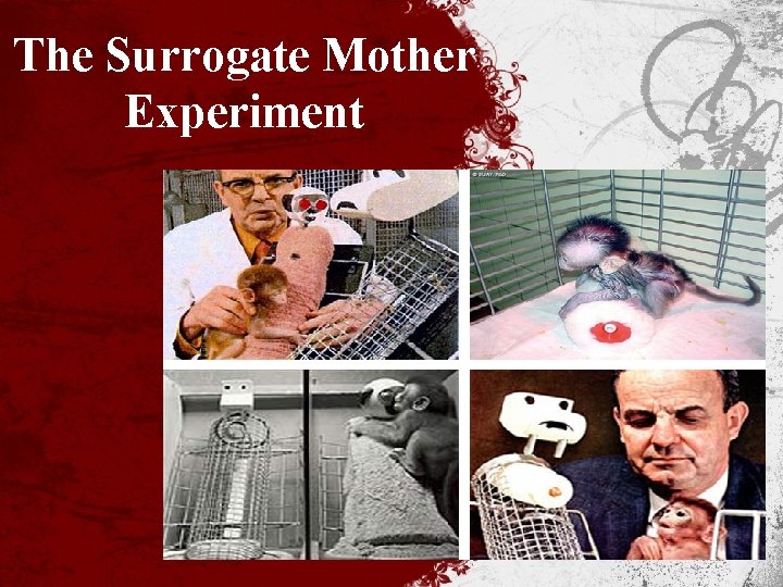 The Surrogate Mother Experiment 