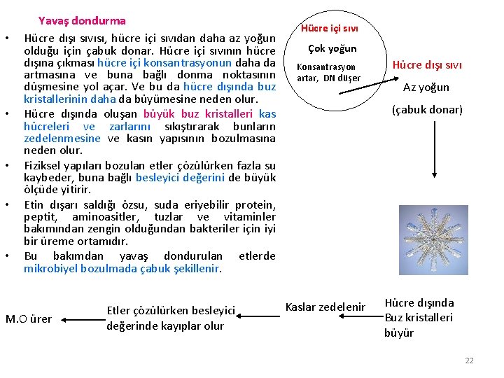  • • • Yavaş dondurma Hücre dışı sıvısı, hücre içi sıvıdan daha az