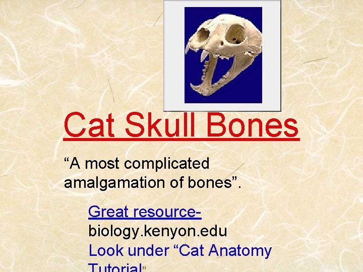 Cat Skull Bones “A most complicated amalgamation of bones”. Great resourcebiology. kenyon. edu Look