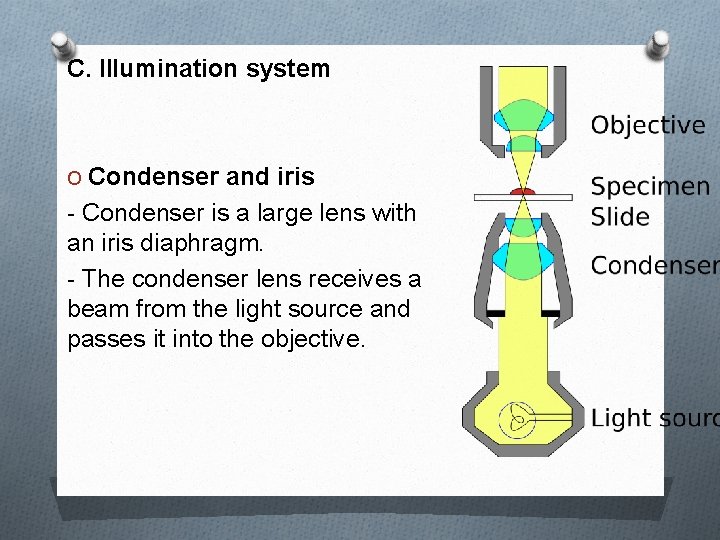 C. Illumination system O Condenser and iris - Condenser is a large lens with