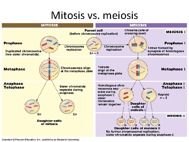 Mitosis vs. meiosis Meiosis KM 10 