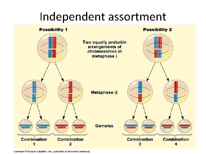 Independent assortment Meiosis KM 12 