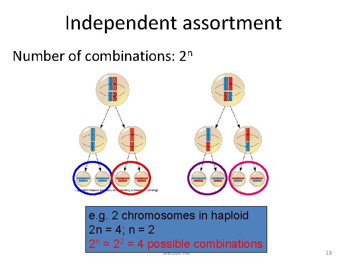 Independent assortment Number of combinations: 2 n e. g. 2 chromosomes in haploid 2