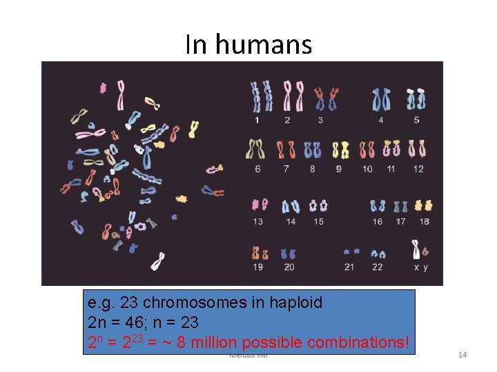 In humans e. g. 23 chromosomes in haploid 2 n = 46; n =