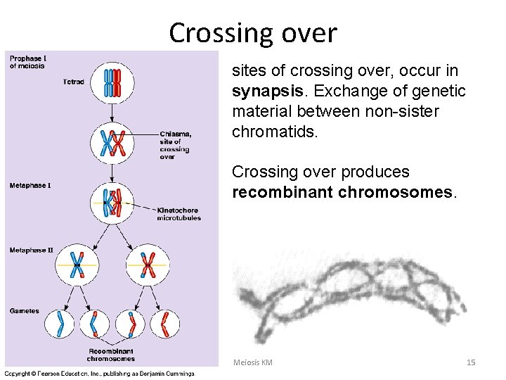 Crossing over sites of crossing over, occur in synapsis. Exchange of genetic material between