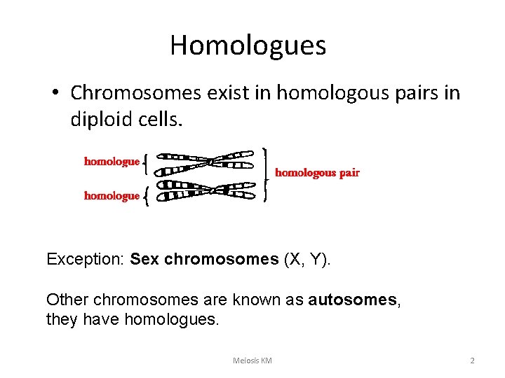 Homologues • Chromosomes exist in homologous pairs in diploid cells. Exception: Sex chromosomes (X,