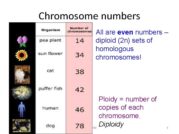 Chromosome numbers All are even numbers – diploid (2 n) sets of homologous chromosomes!