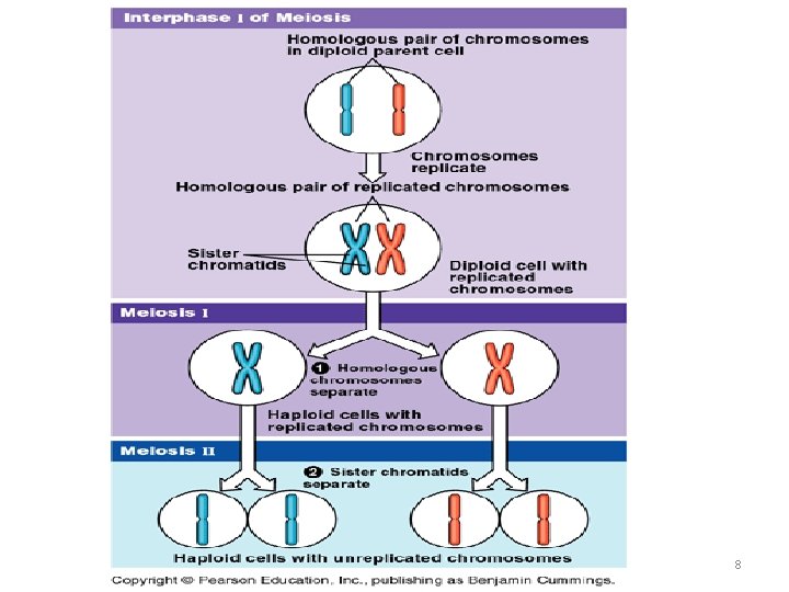 Meiosis KM 8 