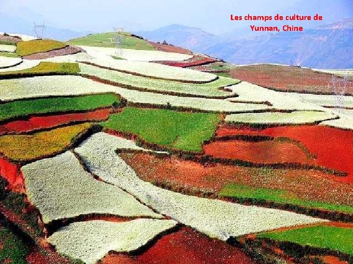 Les champs de culture de Yunnan, Chine 