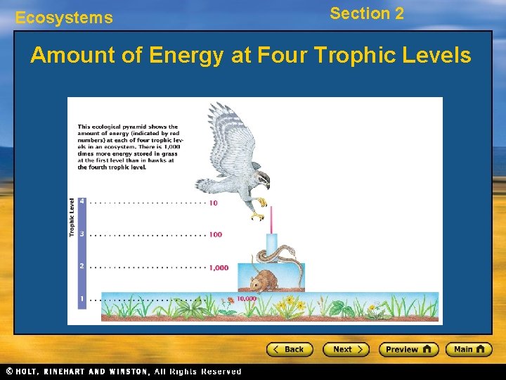 Ecosystems Section 2 Amount of Energy at Four Trophic Levels 