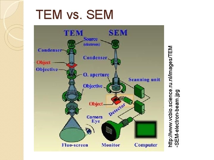 http: //www. vcbio. science. ru. nl/images/TEM -SEM-electron-beam. jpg TEM vs. SEM http: //www. vcbio. science. ru. nl/images/TEM -SEM-electron-beam. jpg TEM vs. SEM