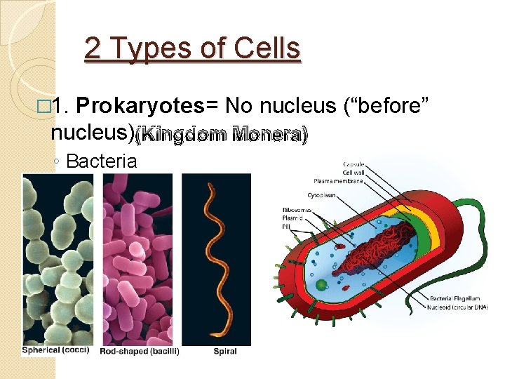 2 Types of Cells � 1. Prokaryotes= No nucleus (“before” nucleus)(Kingdom Monera) ◦ Bacteria 2 Types of Cells � 1. Prokaryotes= No nucleus (“before” nucleus)(Kingdom Monera) ◦ Bacteria