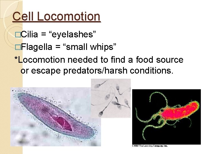Cell Locomotion �Cilia = “eyelashes” �Flagella = “small whips” *Locomotion needed to find a Cell Locomotion �Cilia = “eyelashes” �Flagella = “small whips” *Locomotion needed to find a
