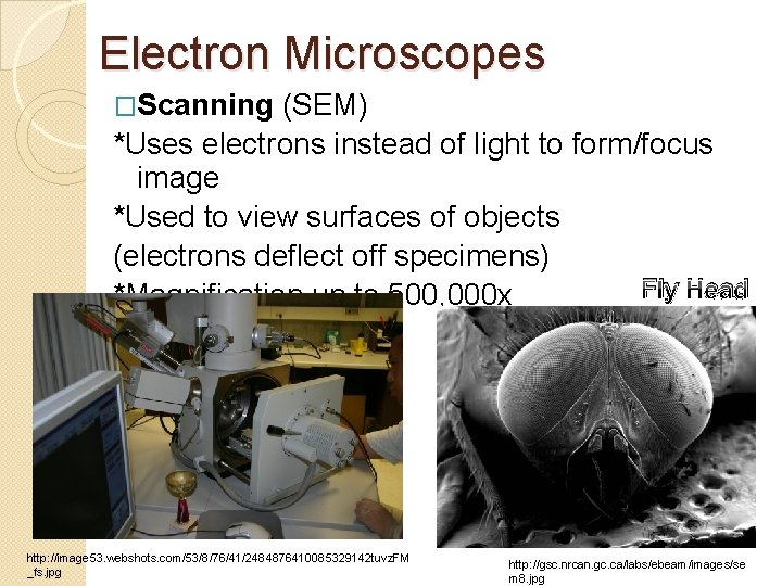 Electron Microscopes �Scanning (SEM) *Uses electrons instead of light to form/focus image *Used to Electron Microscopes �Scanning (SEM) *Uses electrons instead of light to form/focus image *Used to