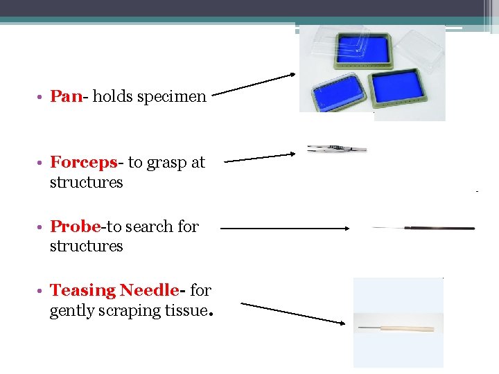  • Pan- holds specimen • Forceps- to grasp at structures • Probe-to search