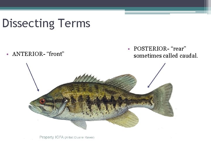 Dissecting Terms • ANTERIOR- “front” • POSTERIOR- “rear” sometimes called caudal. 