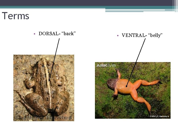 Terms • DORSAL- “back” • VENTRAL- “belly” 